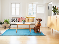Image for Dog Breeds That Affect Your Insurance Coverage