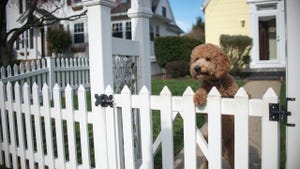 Dog looking out from garden fence on hind legs