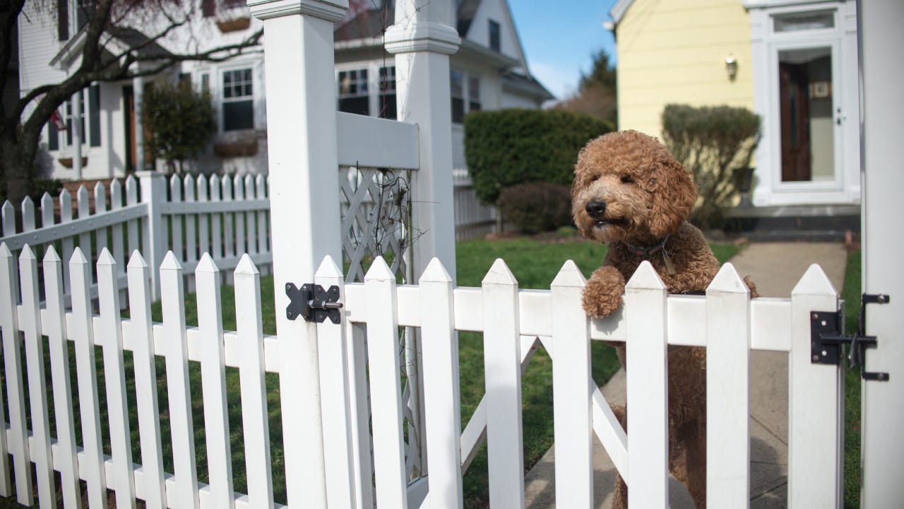 Dog looking out from garden fence on hind legs