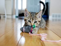 Image for The Financial Benefits Of Early Enrollment In Pet Insurance